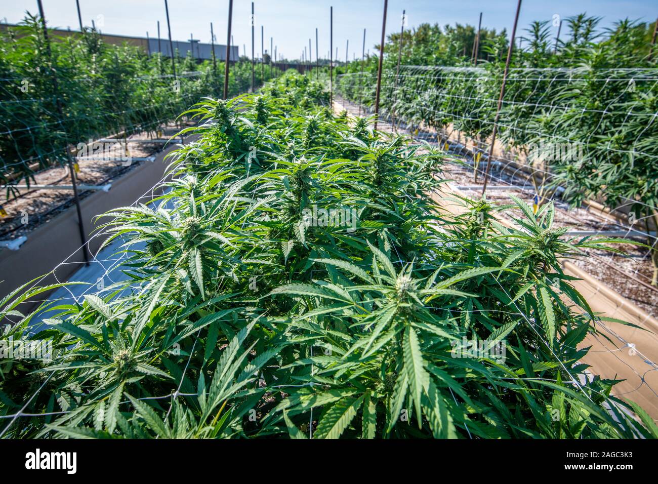 Match weed hires stock photography and images Alamy