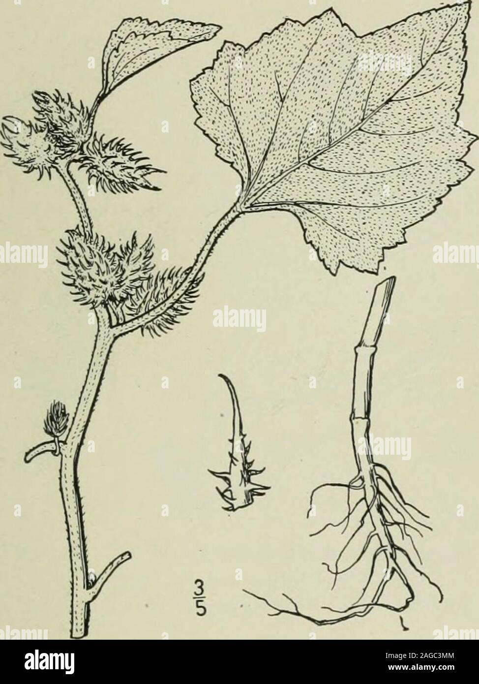 . An illustrated flora of the northern United States, Canada and the British possessions : from Newfoundland to the parallel of the southern boundary of Virginia and from the Atlantic Ocean westward to the 102nd meridian. Genus 4. RAGWEED FAMILY. 345 3. Xanthium echinatum ]Iurr.Fig. 4134- 3each Clotbur. X. echinatum Murr. Comm. Goett. 6 : 32, pi. 4. 1783. X. macniatuin Raf. Am. Month. Mag. 344. 1818. X. oviforme Wallr. Beitr. Bot. i : 240. 1842. Stem rough, purplish or purple-blotched, l°-2° high.Leaves firm, scabrous, with scattered short papillosehairs, obtusely toothed and lobed, somewhat Stock Photo