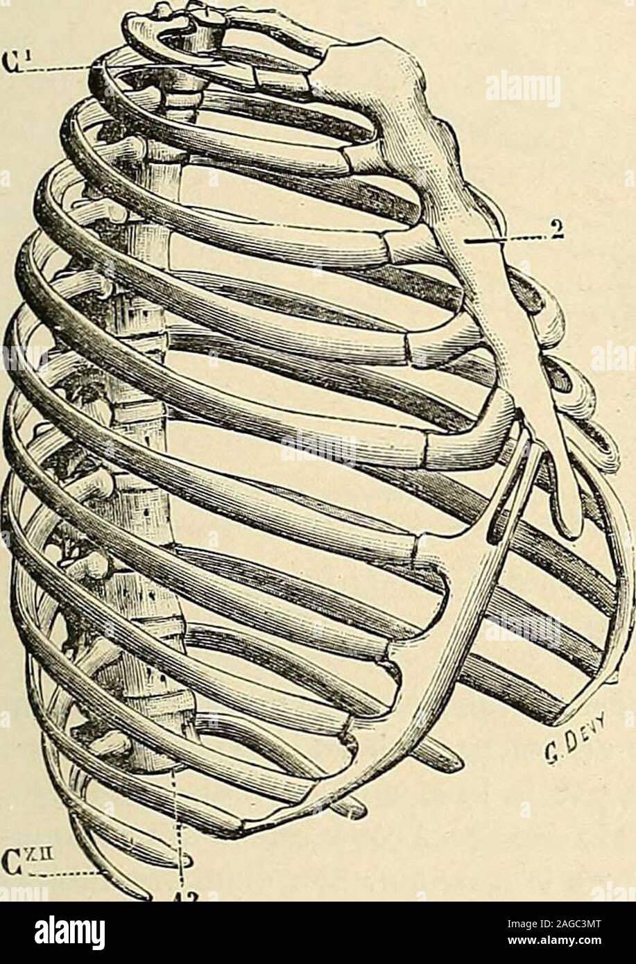. Traité d'anatomie humaine : anatomie descriptive, histologie, développement. Fig, 80.Thorax, vu par sa face postérieure. t, première vertèbre dorsale. — XII. douzième vertèbre dorsale.— 3, 3, apophyses épineuses des vertèbres dorsales. — 4, 4, gouUliùrcs vertébrales. — 5, 5, apophyses transverses, sarticulant par leursommet avec lextrémité postérieure dos côtes. — G, 6, angles desCMcs. séloignant dautant plus de la colonne vertébrale que la côteest plus inférieure. THORAX EN GENERAL 93 revêtu de ses parties molles, par toute une série dorganes qui se placent entre lacolonne vertébrale et le Stock Photo