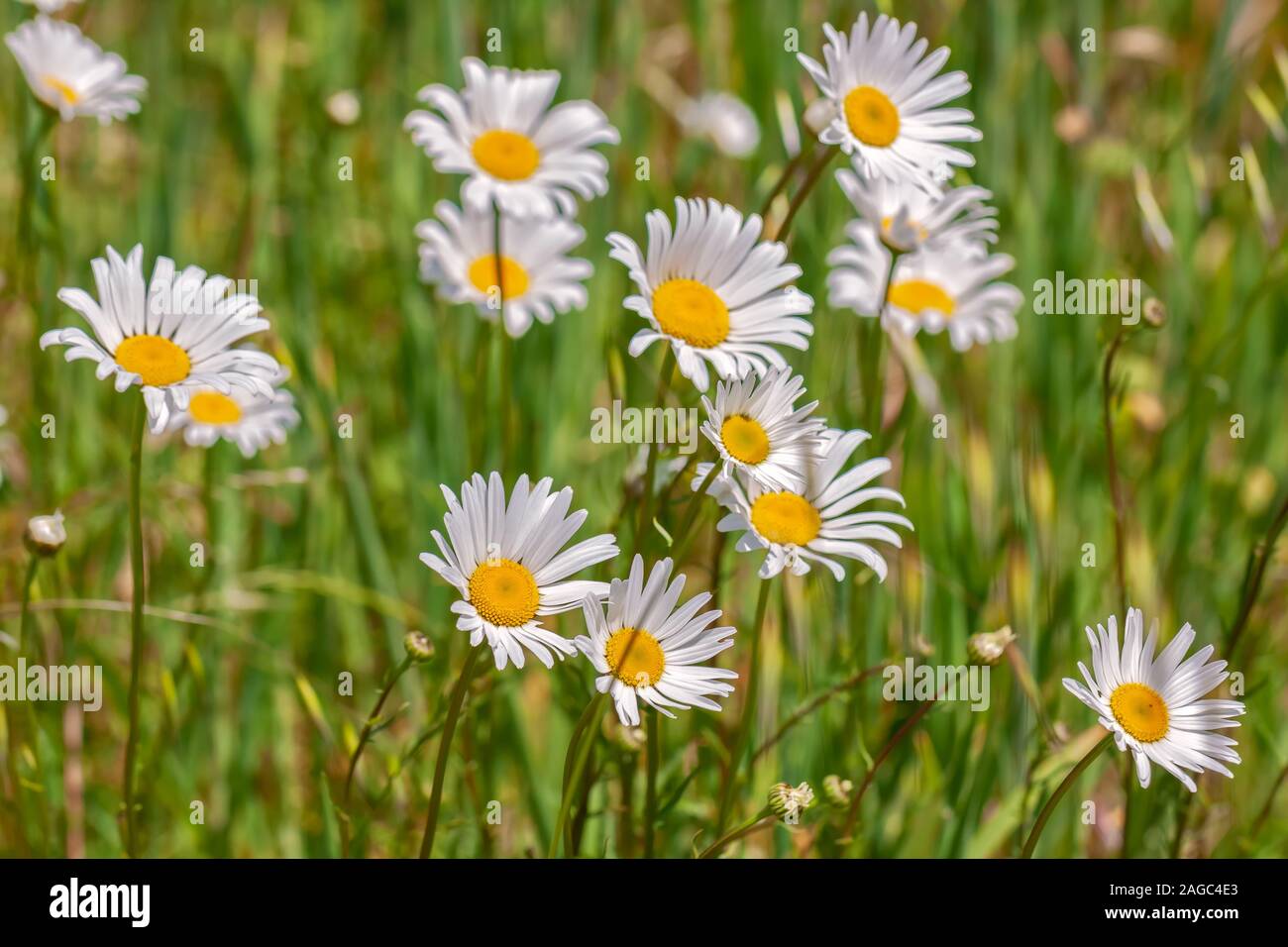 Blooming Oxeye Daisies Leucanthemum Vulgare At Point Reyes National 