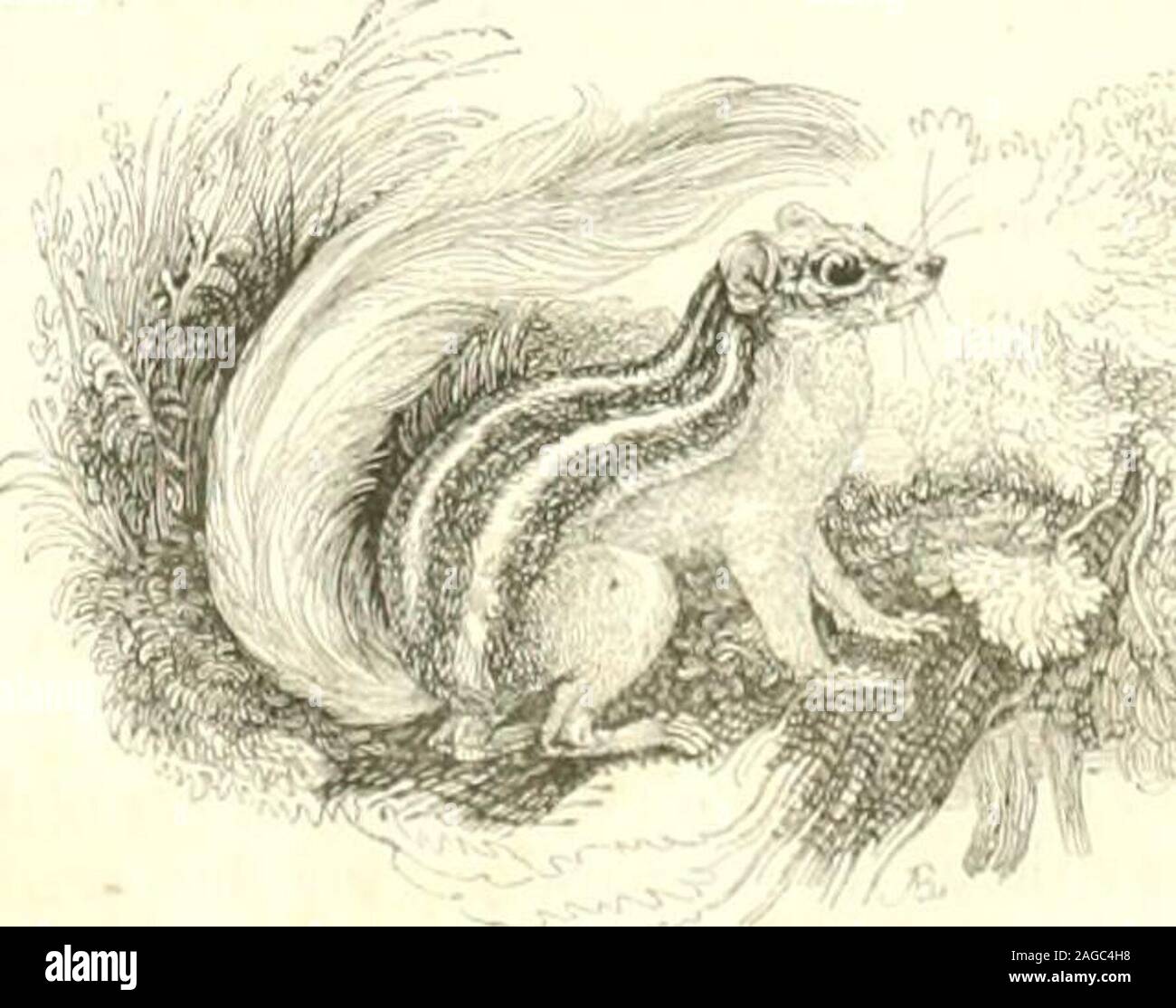 De lesso hi-res stock photography and images - Alamy