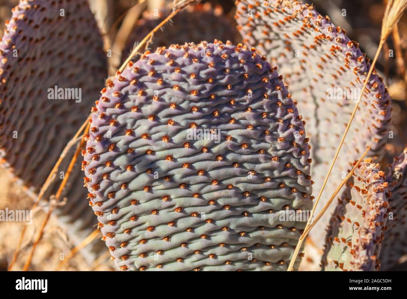 Close up at a beavertail cactus, Opuntia basilaris, pad with glochids,  in Joshua Tree National Park, California, USA. Stock Photo