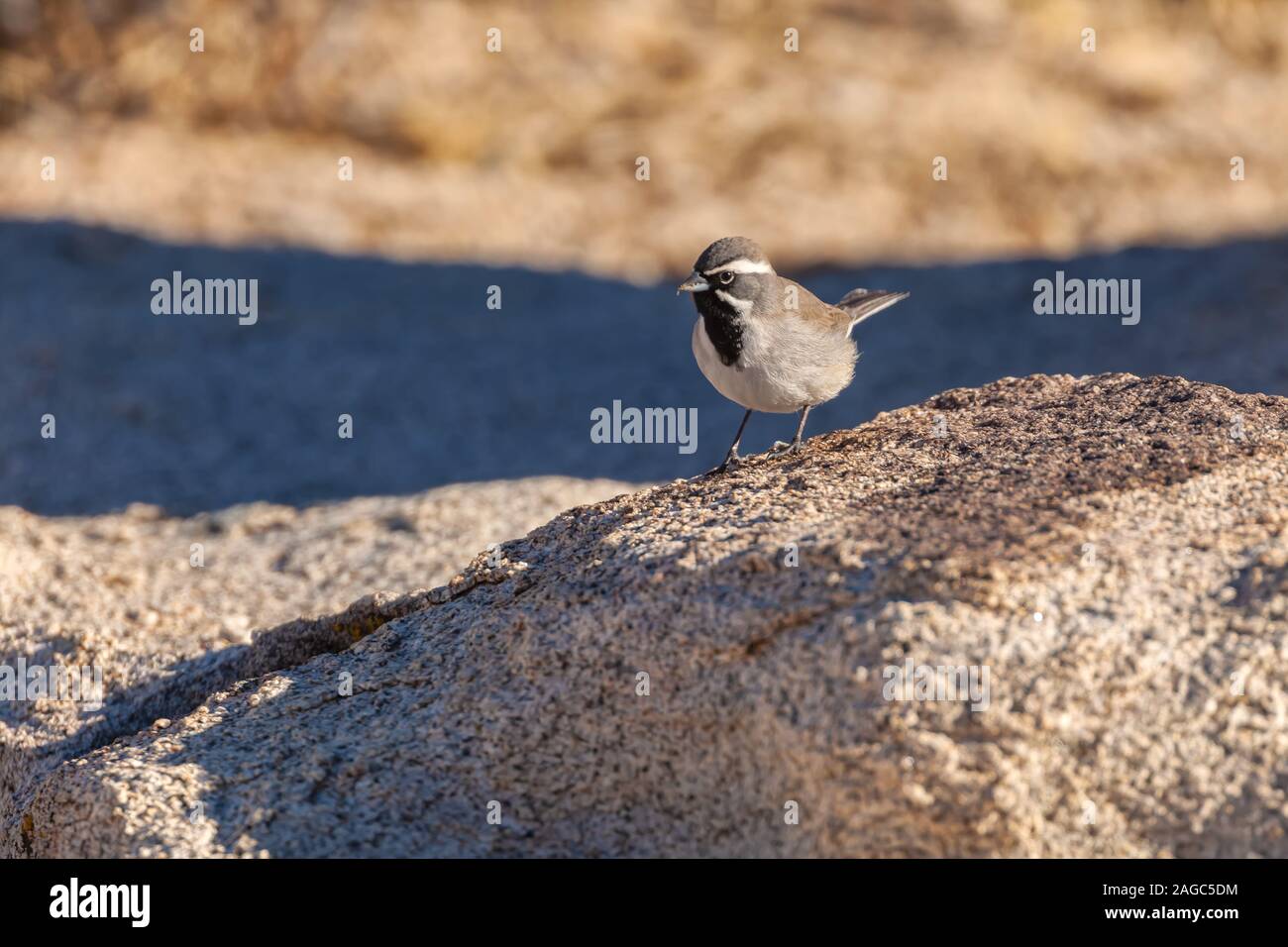 A black-throated sparrow Amphispiza bilineata is perching on the rock, Joshua Tree National Park, California, USA. Stock Photo