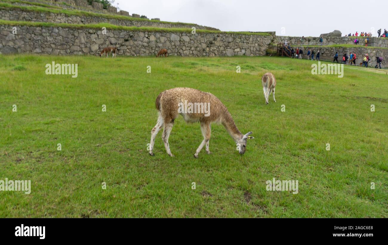 Happy lamas on top of Machu Picchu. They are so sweet and so cute! Stock Photo
