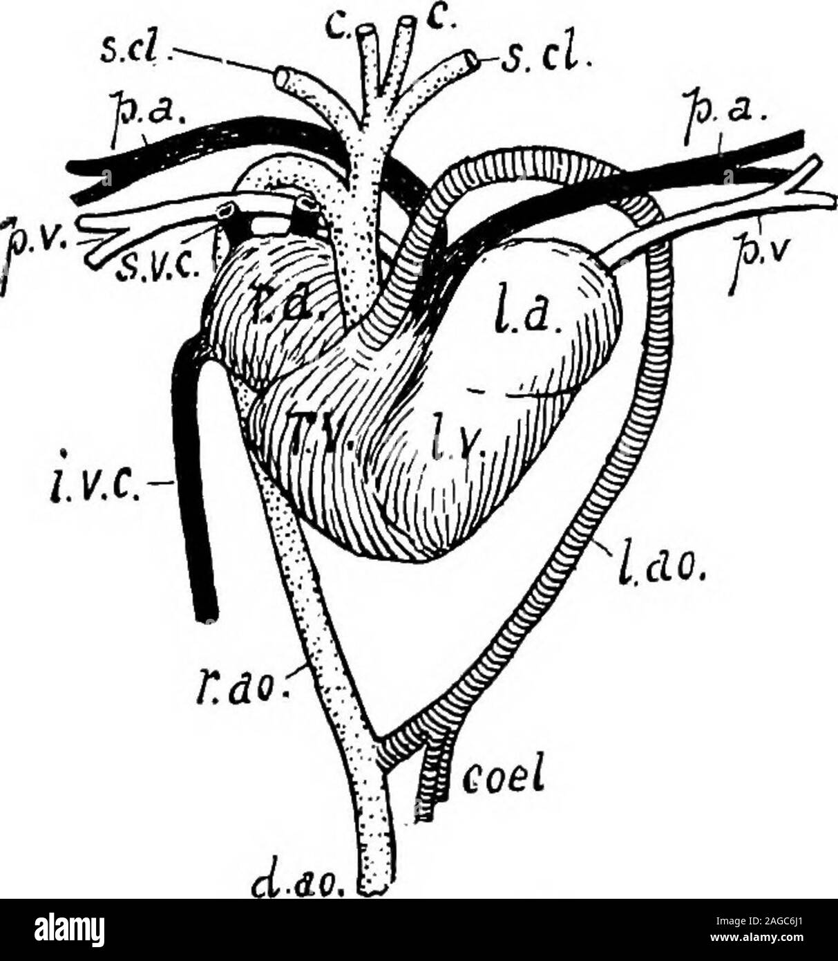 . Outlines of zoology. The only living repre-sentative of this class isthe New Zealand Lizardor Tuatara — Hatteria{Sphenodon)punctata. Lizard- FlG. 336.-.-Dissection of Chelonianheart.—^After Huxley. r.v., Right half of ventricle ; 3., septum;/.z/.j.left half of ventricle ; r.a., rightauricle ; /.a., left auricle ; l.ao., leftaortic arch ; r.ao., right aortic arch;fi.c^., pulmonary arch. RHYNCHOCEPHALIA. 619 like in appearance, it measures from one to two feetin length, has a compressed crested tail, is dull olive-greenspotted with yellow above and whitish below.* It is nowrare, but is preserv Stock Photo