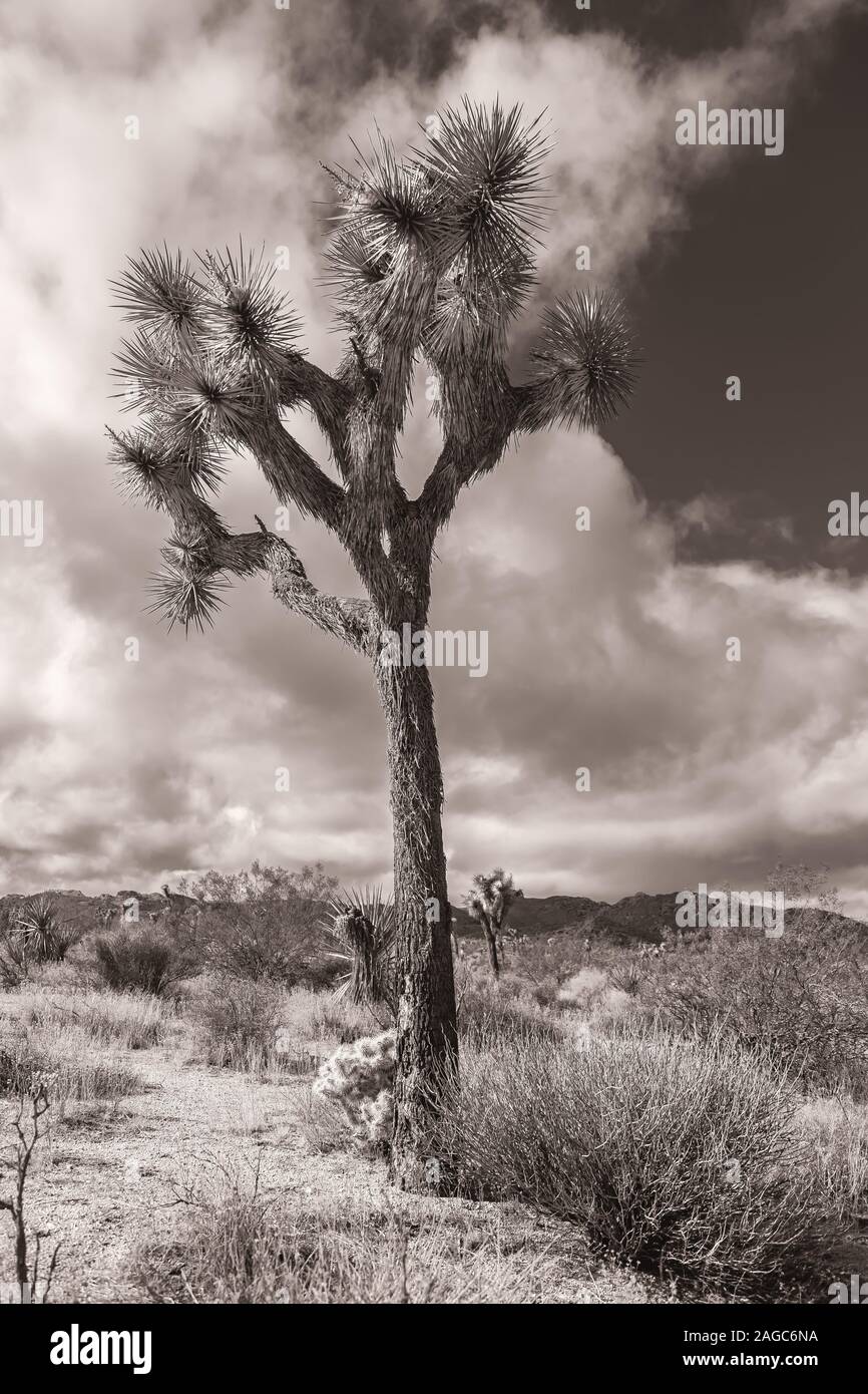 Joshua tree at Joshua Tree National Park, California, USA, in black and white. Stock Photo