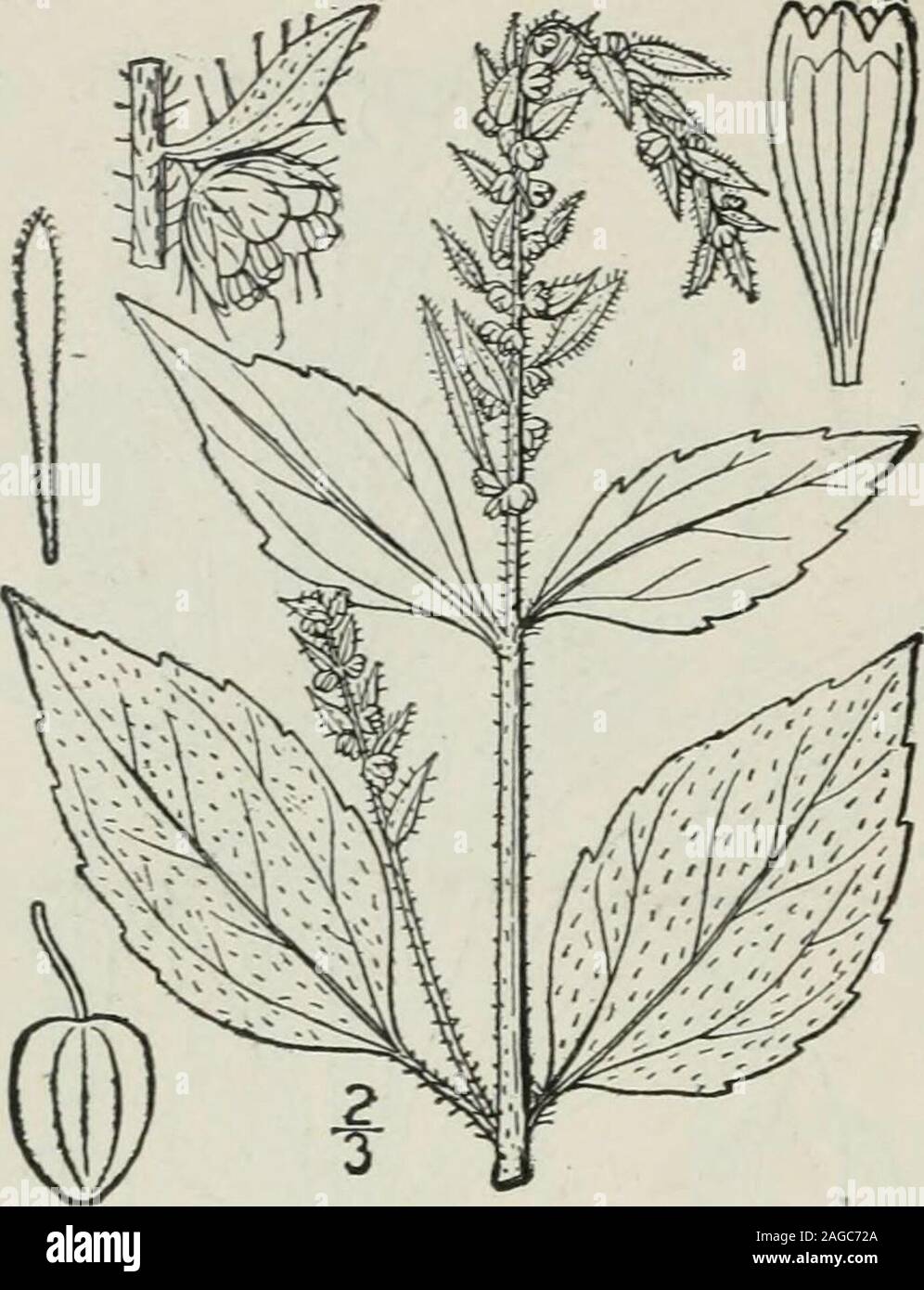 Simple Ovate Acuminate Leaves High Resolution Stock Photography and ...