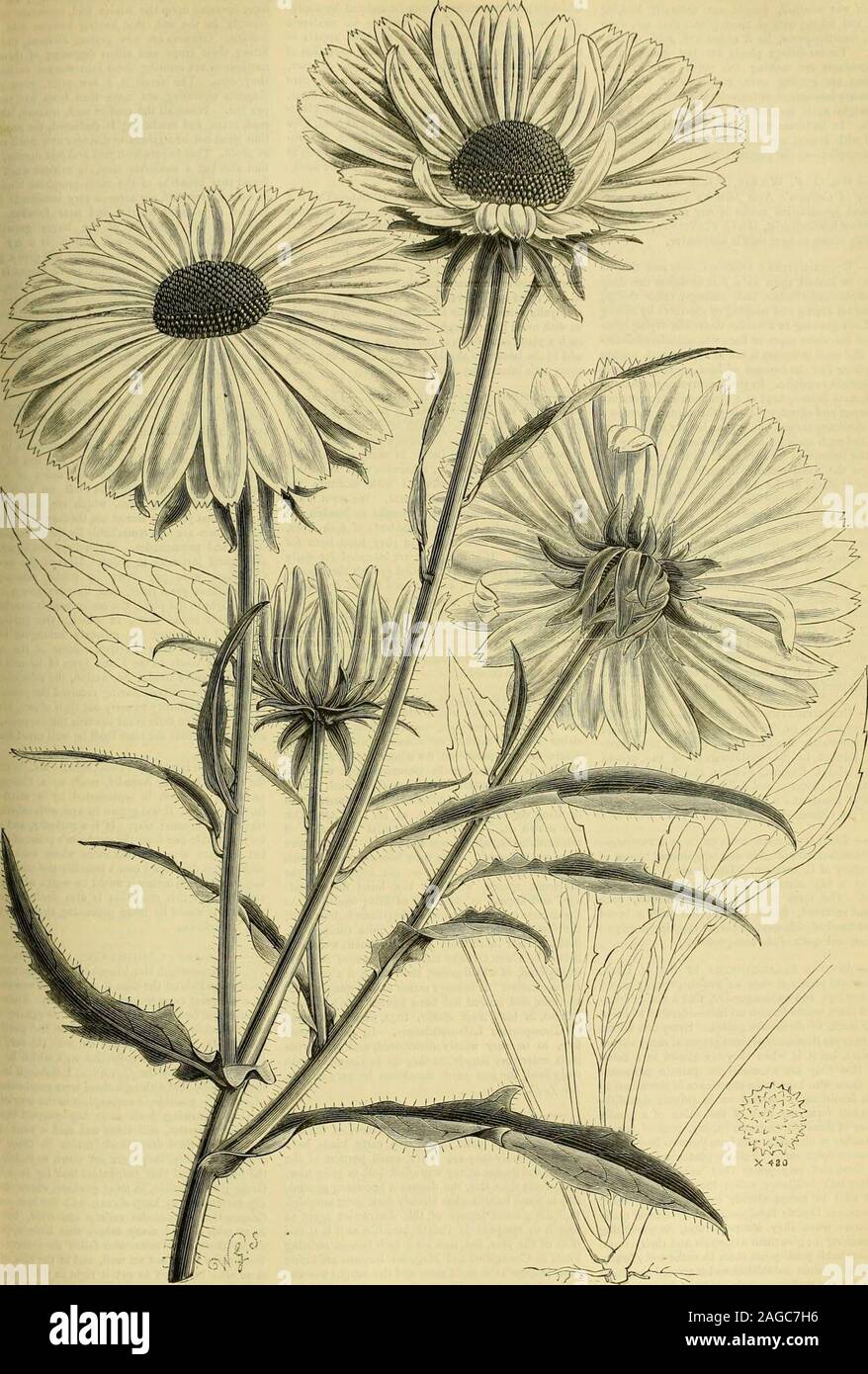 . The Gardeners' chronicle : a weekly illustrated journal of horticulture and allied subjects. y and quantity being satisfactor)but it is expected all will be sold, there being suchlarge demand for it in the United States. Of Dadlis glomerata there is a short crop, but of excellequality. The supply of Festuca pratensis will be smalbut the quality is extra fine. The crop of Agrosistolonifera is a poor one. Of Timothy-grass and whiand Alsike Clover the crops are short and prices ulusually high. At present the probable crop of rlClover can scarcely be determined, but it cannot jexcessive, and the Stock Photo