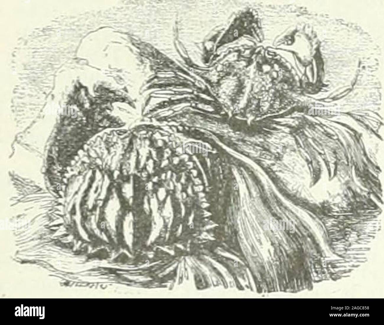 . Diccionario enciclopedico hispano-americano de literatura, siencias y artes. Edicion profusamente ilustrada con miles de pequeños grabados intercalados en el texto y tirados aparte, que reproducen las las diferentes especies de los reinos animal, vegetal y mineral; los intrumentos y aparatos aplicados recientemente á las ciencias, agricultura, artes é industrias; planos de de ciudades; mapas geográficos; monedas y medallas de todos los tiempos, etc., etc., etc. j ¡ 1a de la punta, como tam-bién su parir Inferior; su mediopico supeí un ti un una excreci acia do su il in adelante hasta la mita Stock Photo