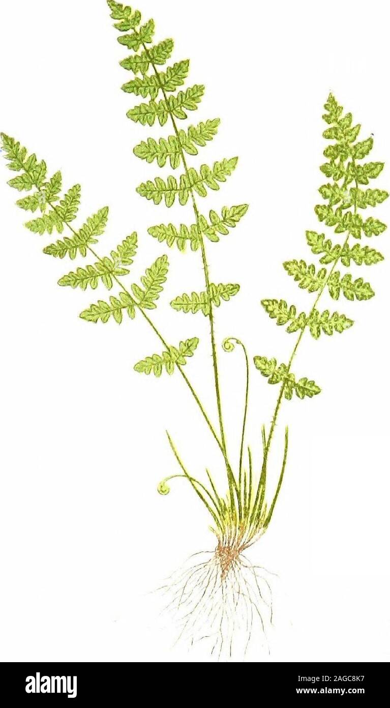 . British ferns and their varieties. Fig 3!7 &. v- Andrewsii. Andrewsii (Fig. 317).—Found in Ireland ; has narrower, morelance-shaped fronds, with longer stalks and more widely separatedpinnae. Dilatatum.—A very handsome, broad-fronded form introducedfrom Ireland by Messrs. Backhouse, of York. Proliferum.—A small-growing form, sent the writer many yearsago by Mr. Burbidge, of Dublin, as bearing bulbil plants on thefronds, a la Asplenium bulbiferum. Young plants were raised fromthese, but the parent eventually refused to develop more. Alatum.—Found in Ireland ; conspicuously winged stalks. Back Stock Photo