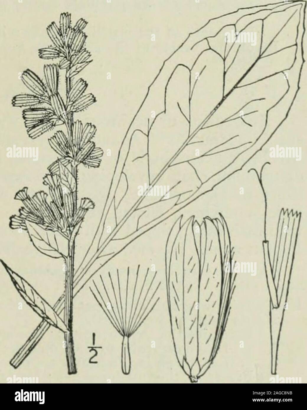 . An illustrated flora of the northern United States, Canada and the British possessions : from Newfoundland to the parallel of the southern boundary of Virginia and from the Atlantic Ocean westward to the 102nd meridian. r stout, glabrous and somewhatglaucous; stem striate, 2°-6° high. Leaves thickish,glabrous and glaucous, the lower and basal ones oval,oblong, oblanceolate, or obovate, dentate, denticulate,pinnatifid or pinnately lobed, 4-8 long, mostly ob-tuse, tapering into long margined petioles; upperleaves sessile, smaller and partly clasping, lanceo-late to ovate-lanceolate, denticulat Stock Photo
