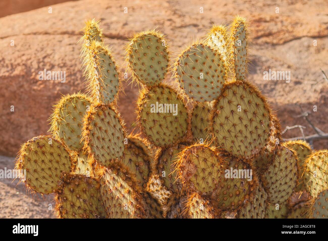 Pancake prickly pear Opuntia chlorotica in Joshua Tree National Park