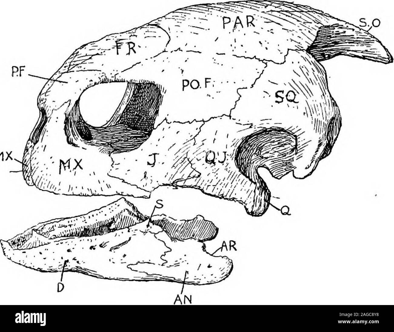 . Outlines of zoology. Fig. 329.—External appearance of tortoise. prix. Fig. 330.—Skull of turtle. S.O.^ supra-occipital;/^^., parietal; i?V?., frontal; P.F., pre-frontal; PO.F.y post-frontal; SQ.^ squamosal; PMX., pie-maxilla; MX., maxilla; /., jugal; Q.J., quadrato^ugal; Q.,quadrate; D,j dentary; AN,, angular; AR., articular; S.,surangular. shelter of which the head and neck, tail and limbs, can bemore or less retracted. The dorsal carapace is usually formed 6i4 REPTILIA. from—(a) the flattened neural spines {plus dermal scutes);(b) expanded and more or less coalesced ribs {plus costaldermal Stock Photo