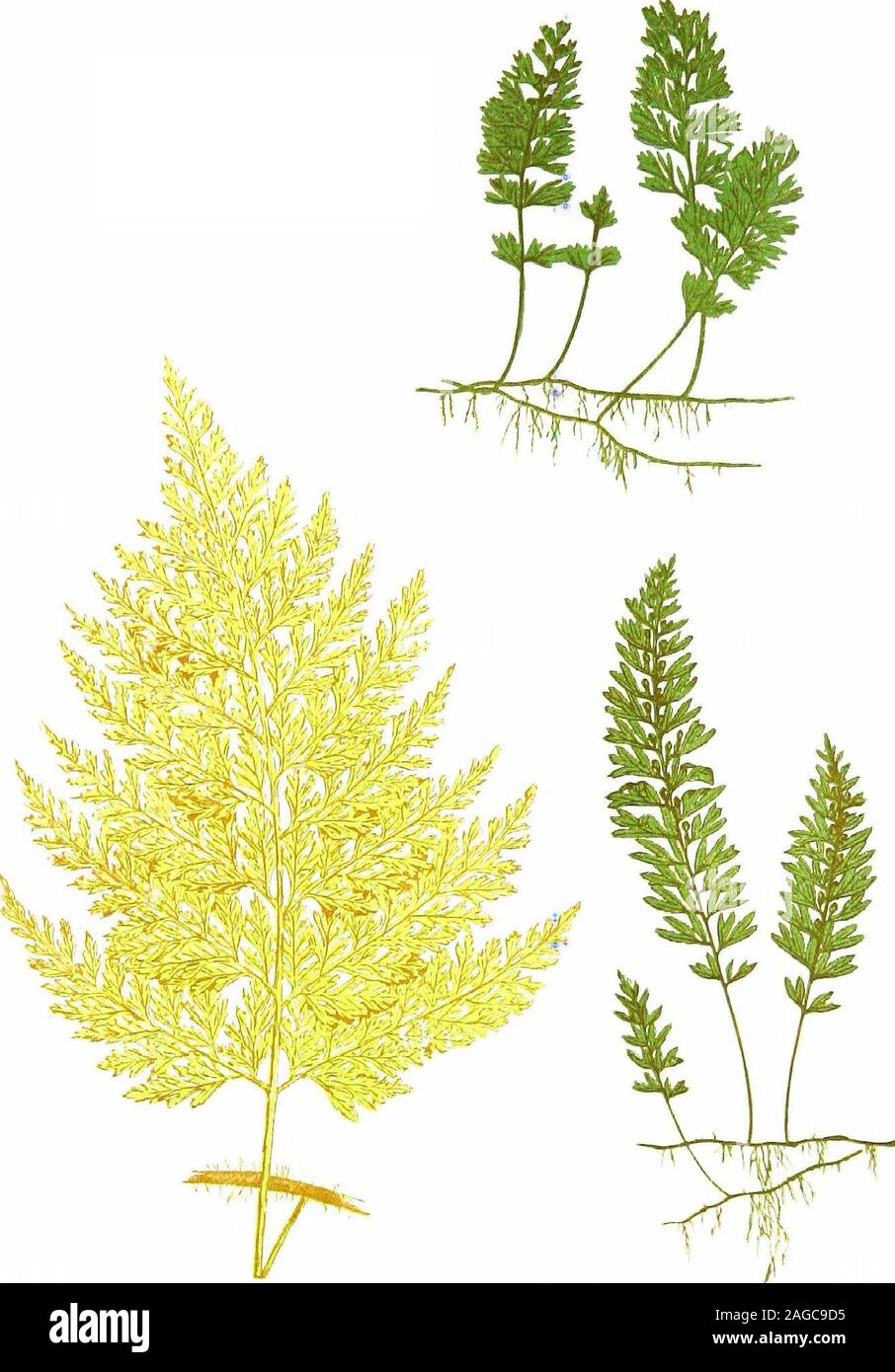. British ferns and their varieties. Kig- 313- S. v. ltndulalo-ramosum. Fjg. 314. *S ?. widulaliuu. Undui.ato-ramosum (Fig. 313).—Found by Mr. Moly ; robusterthan sinuato-multifidum, but on similar lines. U.-rigidum.—It was from the spores of this variety thatMessrs. Stansfield raised their beautiful fimbriate crispums (seePlate XXXVIII) ; found by Mr. Edwards in Devon. U.-supra-lineatum.—A very fine form raised by Col. Jones. Undulatum (Fig. 314).—Found in several places; fronds un-dulate or semi-frilled a la crisfum, but freely fertile.. PLATE XXXIX. Trichomancs rati leans Hymenophyllum Tun Stock Photo