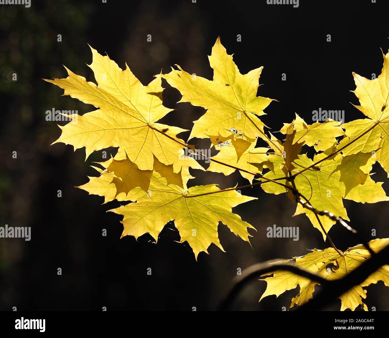 Backlit Sycamore leaves in golden autumn colours. Tipperary, Ireland Stock Photo