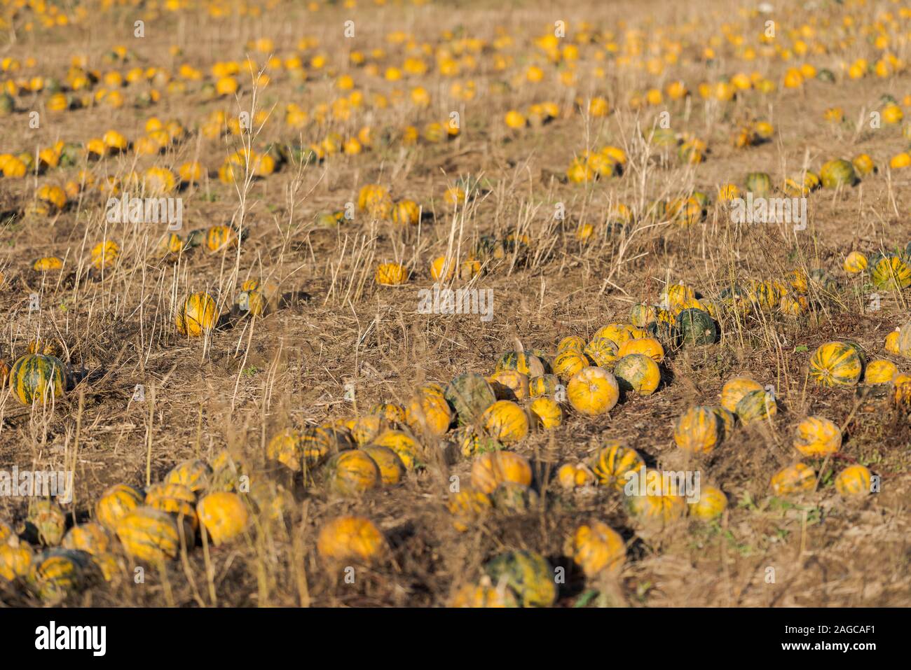 Field with rows of pumpkins ready for the harvest in October Stock ...