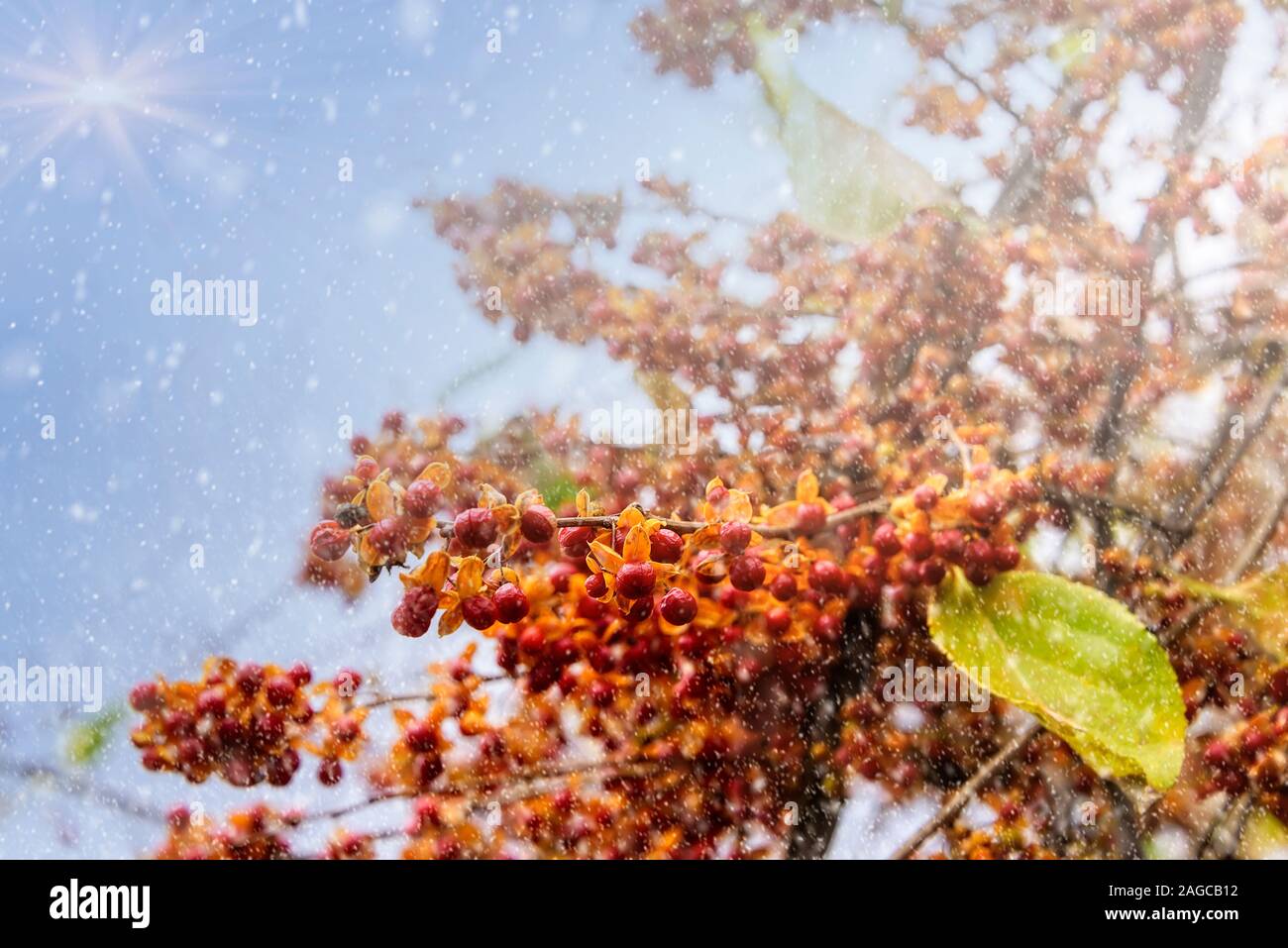 Red Berries on a tree branch with light snow falling and small sun flare Stock Photo