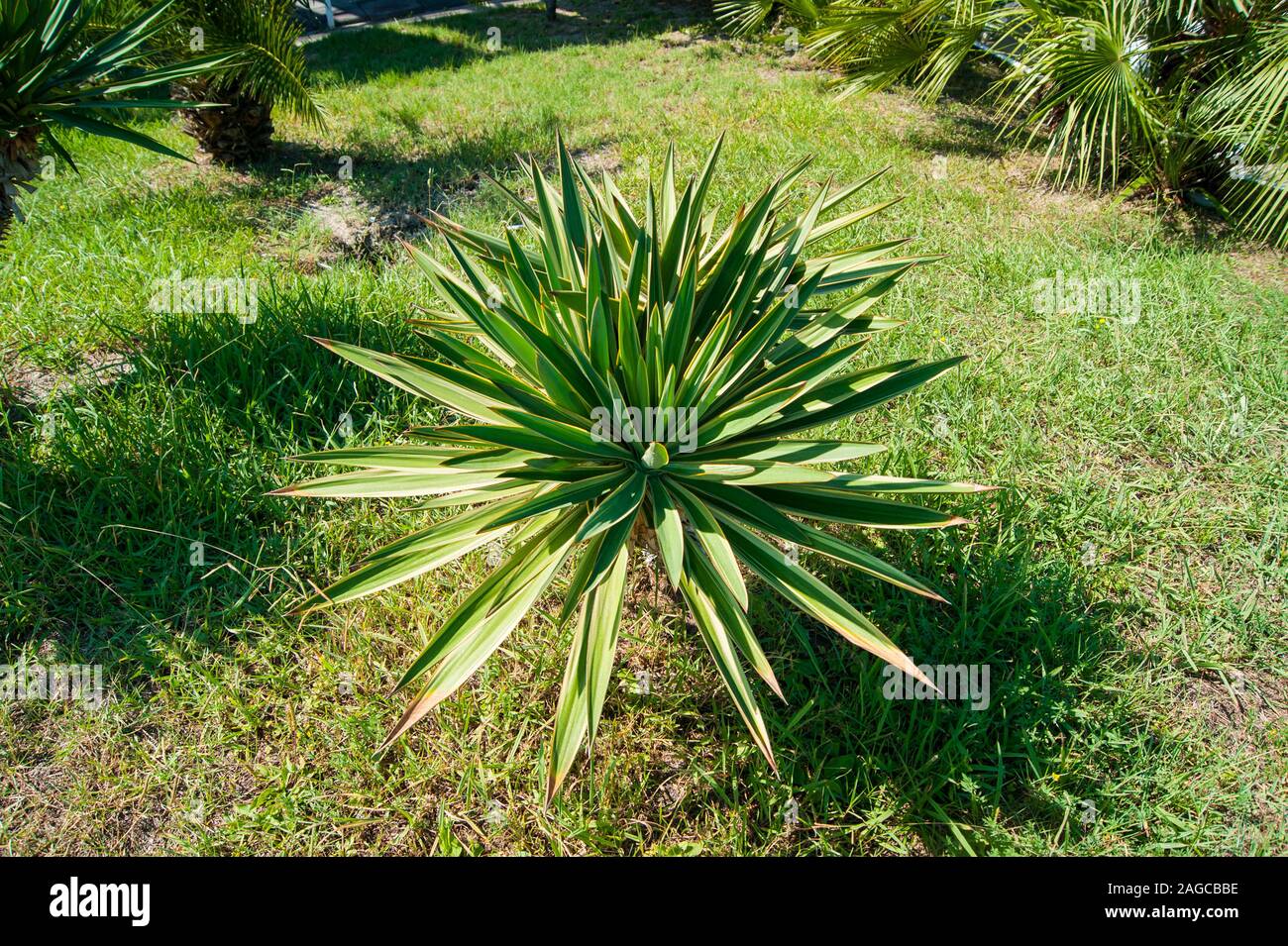 Top view green palm tree hi-res stock photography and images - Alamy