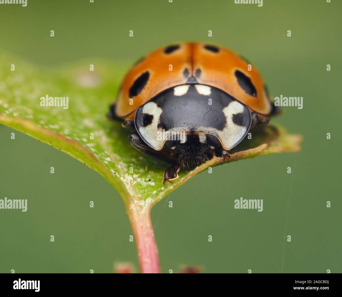 Frontal view of Eyed Ladybird (Anatis ocellata) perched on birch leaf. Tipperary, Ireland Stock Photo