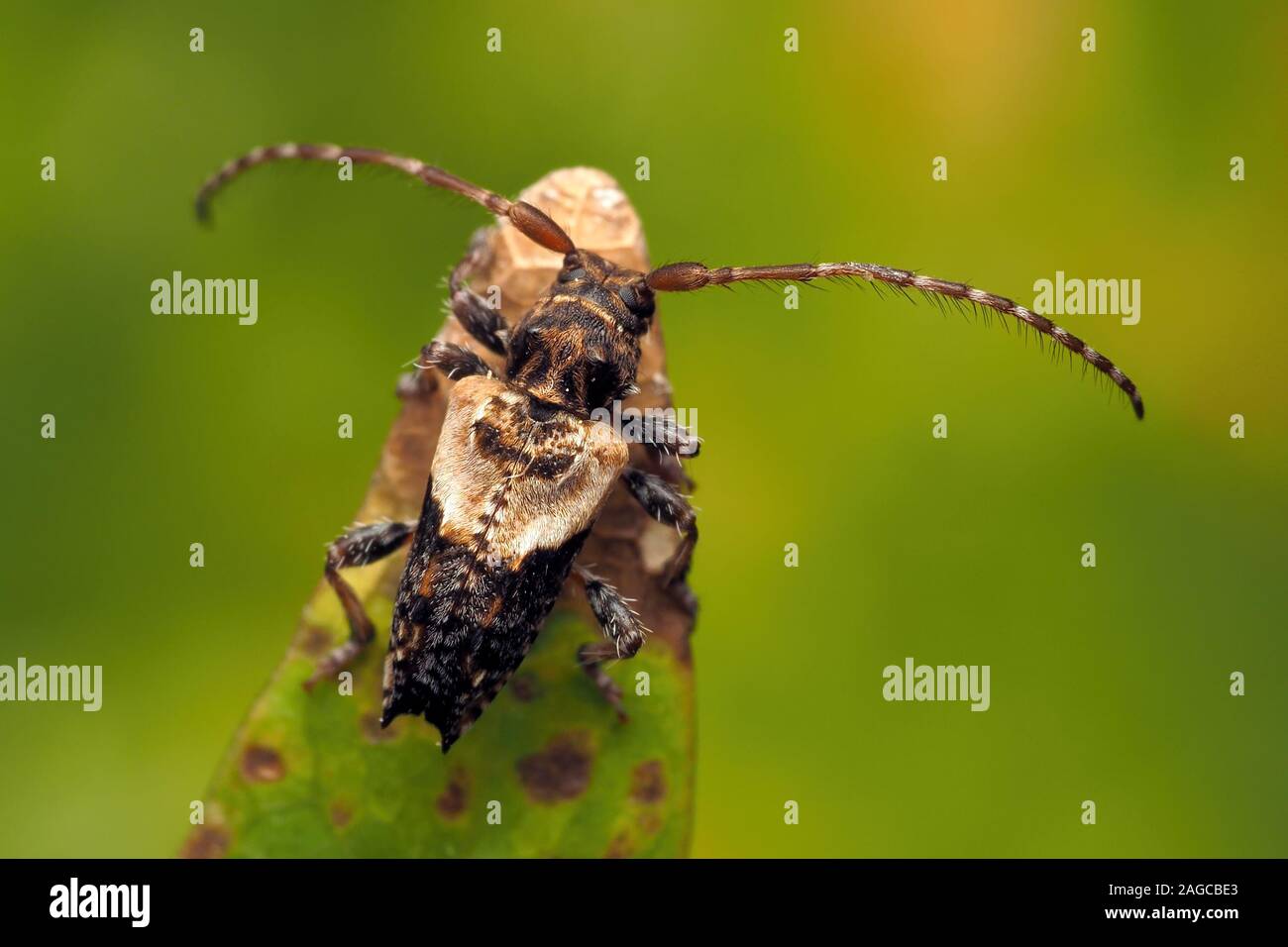 Lesser Thorn-tipped Longhorn Beetle (Pogonocherus hispidus) crawling on rhododendron leaf. Tipperary, Ireland Stock Photo