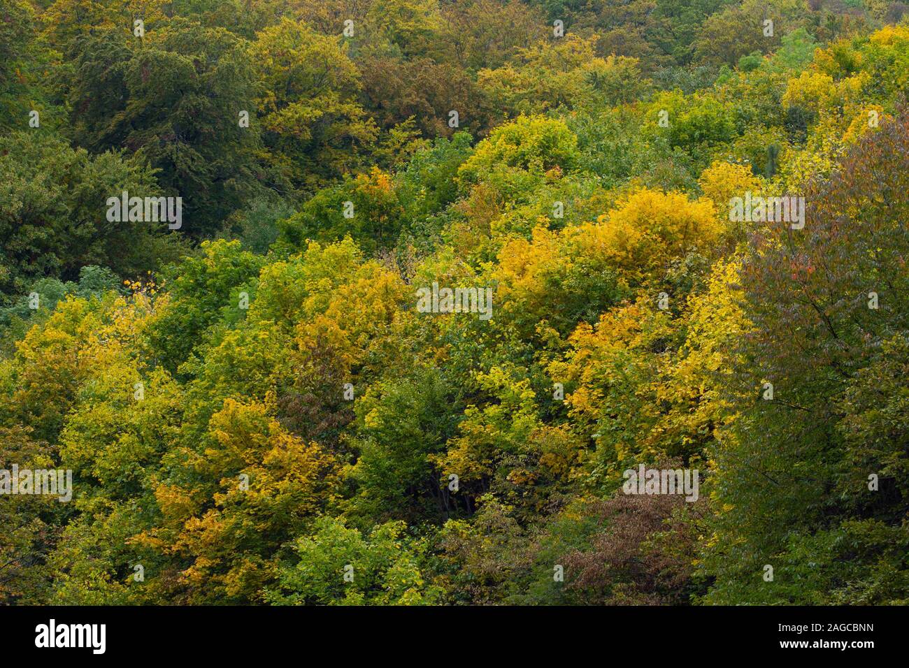 High angle shot of the autumn in the forest of the mountain Medvednica, Zagreb, Croatia Stock Photo