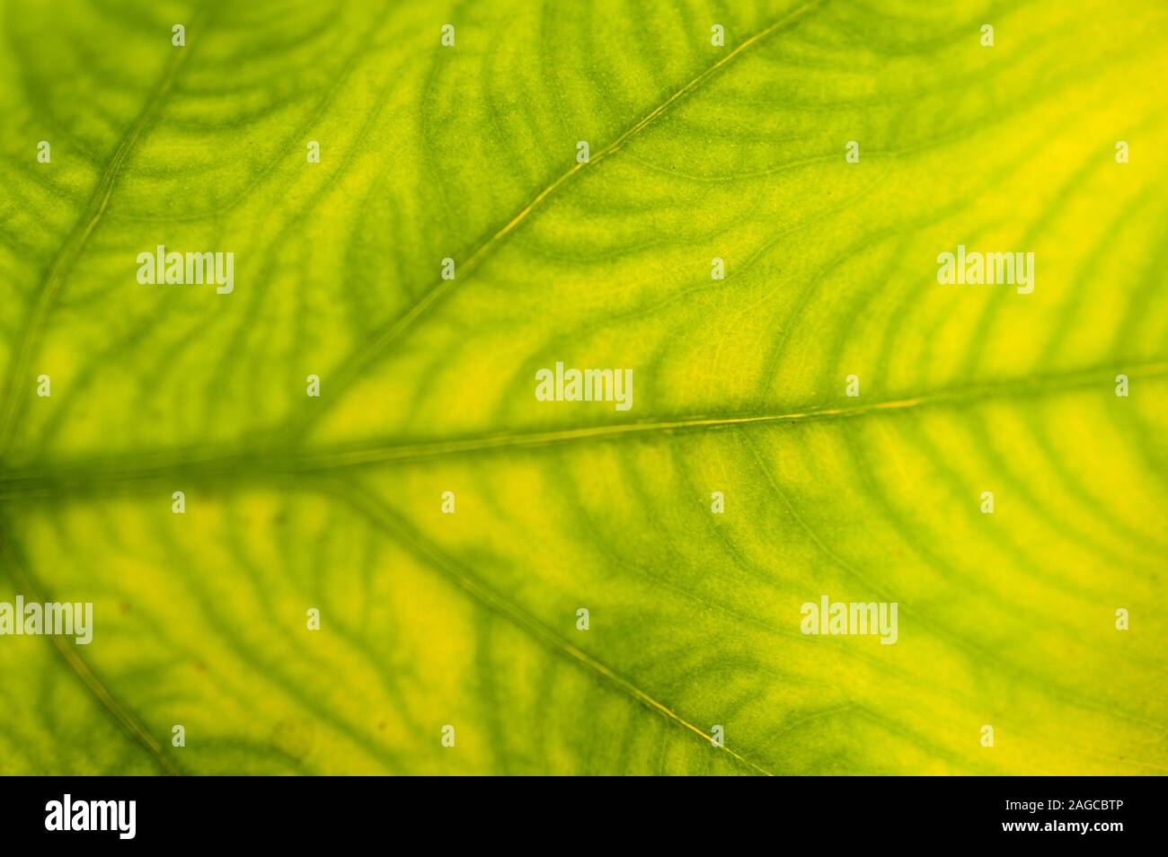 Extreme close-up of fresh green leaf as background Stock Photo - Alamy