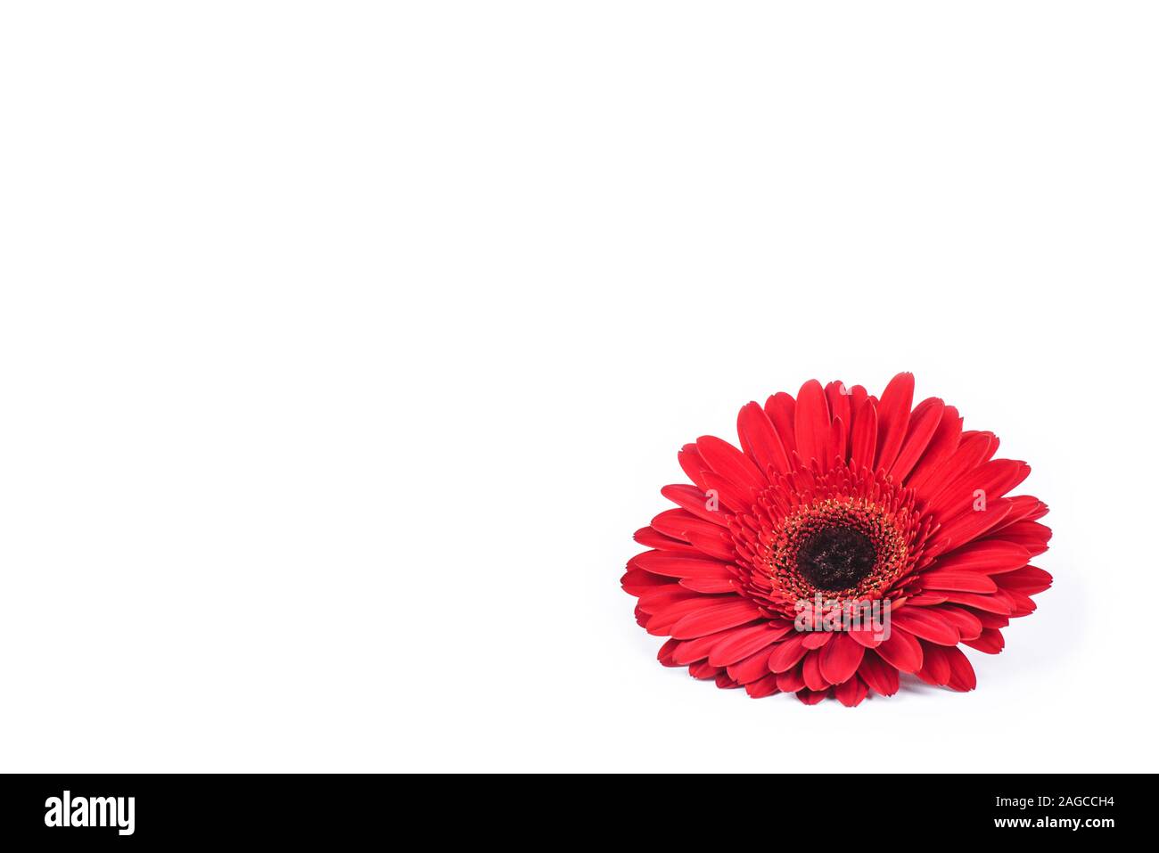 Red gerbera flower isolated on white background. Stock Photo