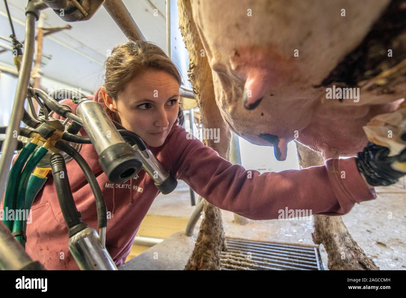 A cow having its utters cleaned after being milked , Middletown