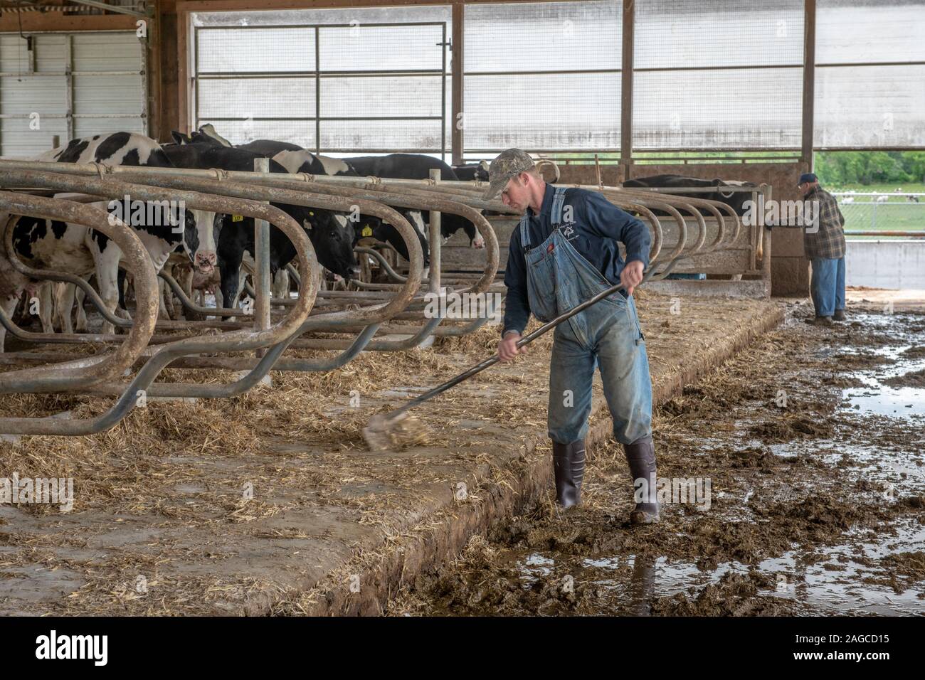 Stall manure hires stock photography and images Alamy