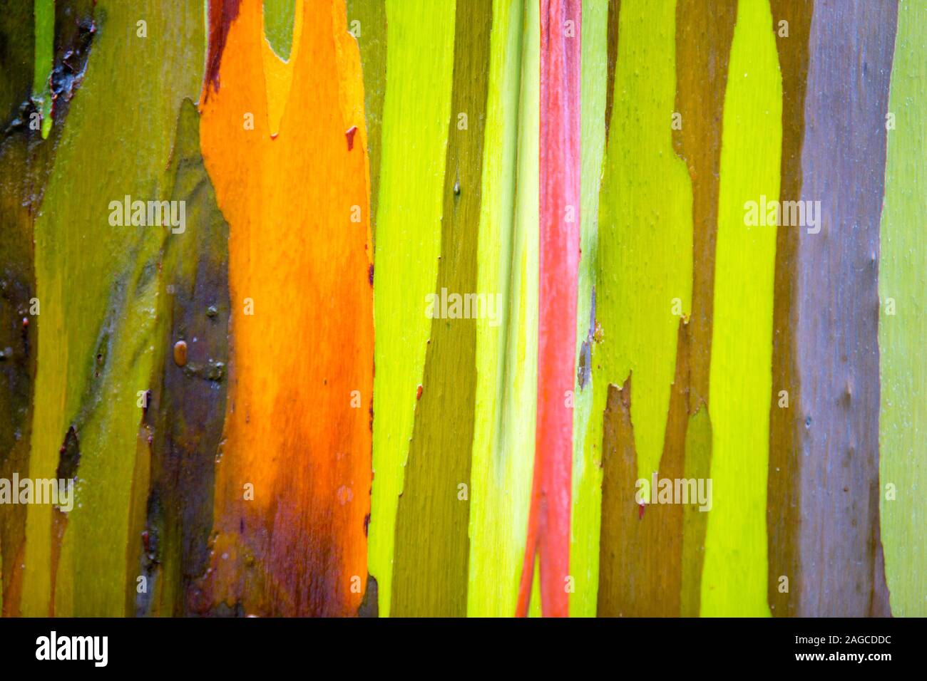 Beautiful close up macro photograph of the bark of a Rainbow Eucalyptus Gum Tree. Stock Photo