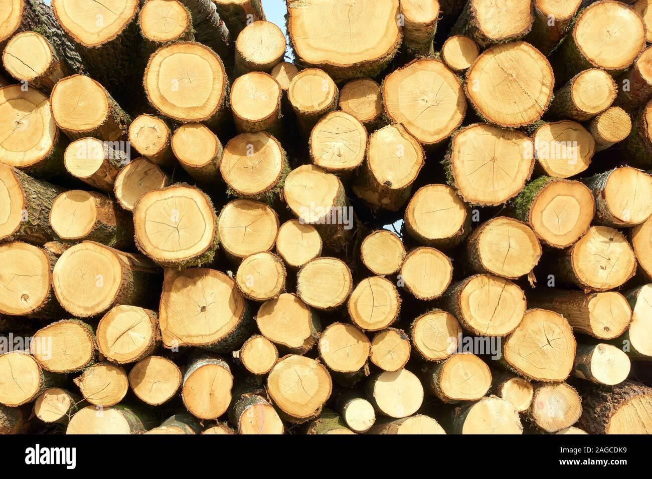 Stack of of freshly cut or sawn tree logs with rings Stock Photo Alamy