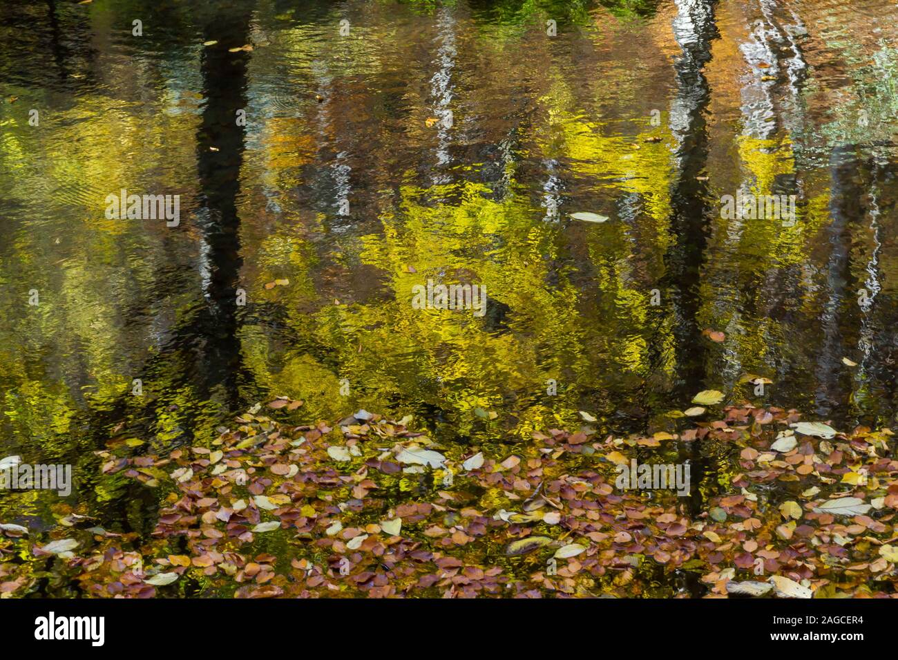 Reflection of autumn trees and fallen leave in the water Stock Photo ...
