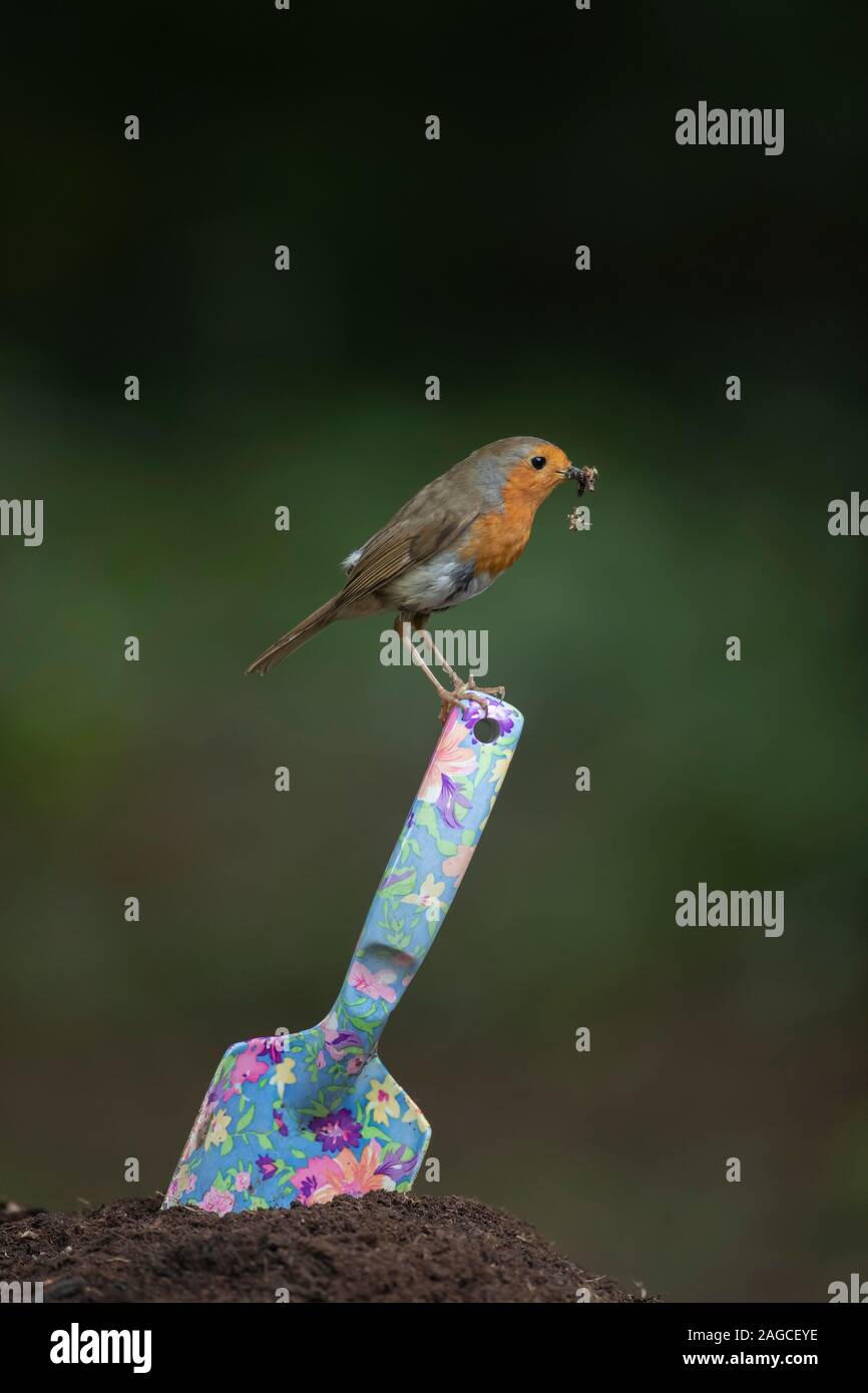 Robin Erithacus rubecula adult bird perched on a garden trowel carrying food to take back to its nest, Suffolk, UK, June Stock Photo