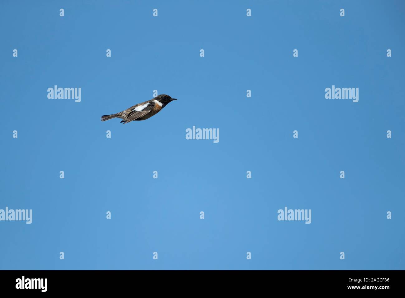 Stonechat In Flight Stonechat saxicola rubicola uk hi-res stock photography and images - Alamy