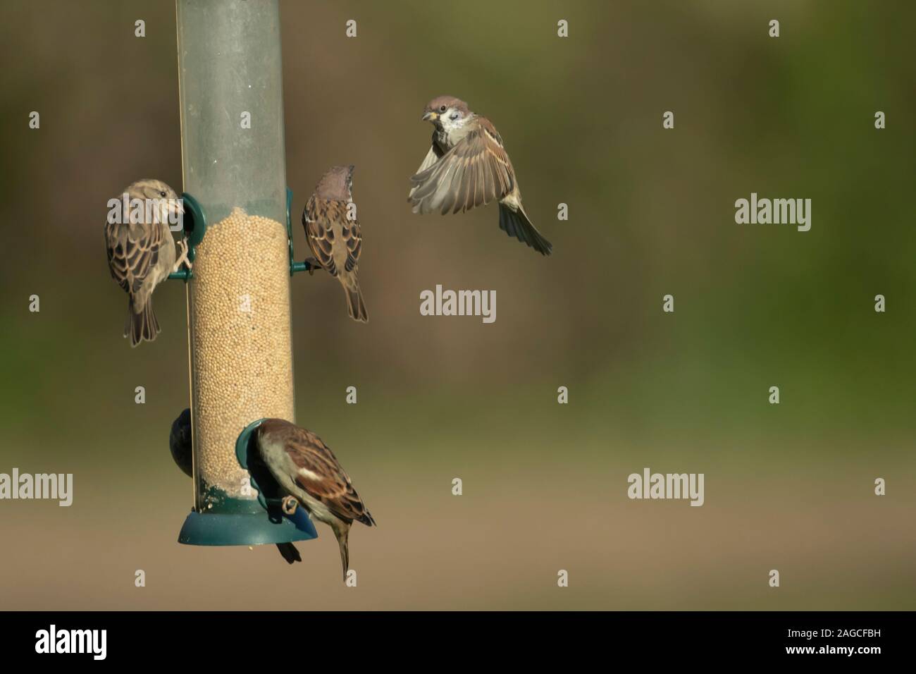 Tree Sparrow Passer Montanus House Sparrow Passer Domesticus