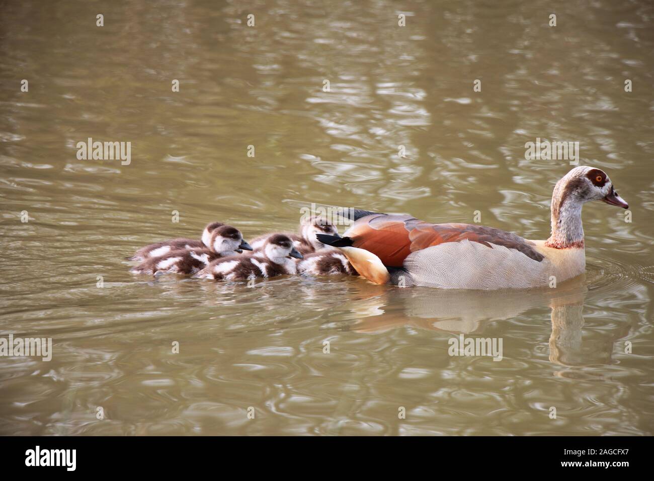 Egyptian goose (Alopochen aegyptiaca) family, mother with goslings in an English park. Stock Photo