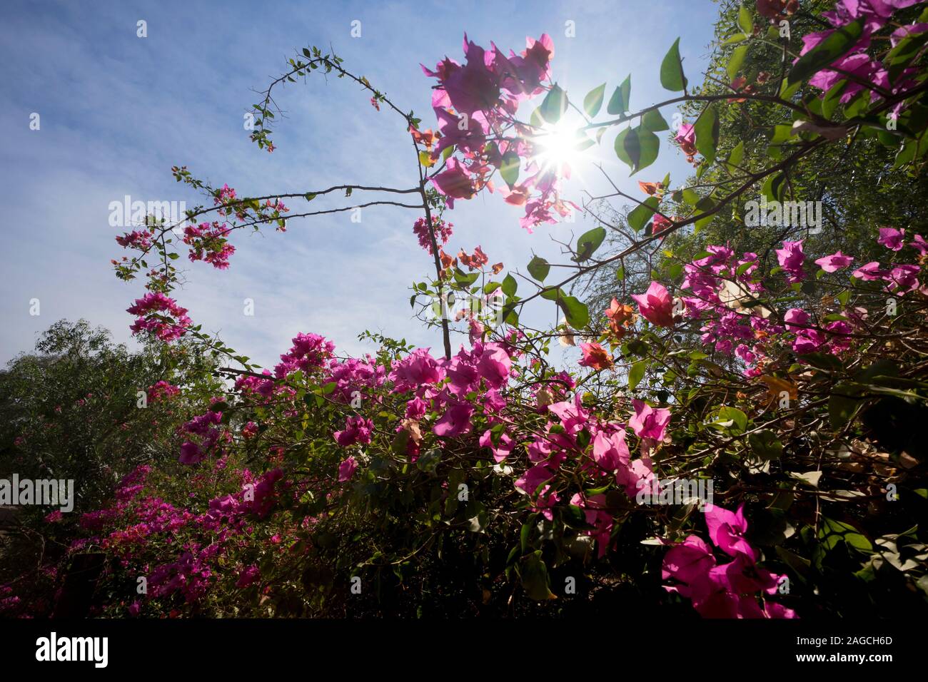 Pink flowers, Hampi, India Stock Photo