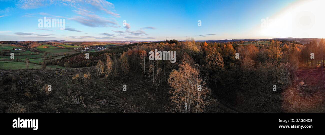 Panoramic shot of the beautiful tree in a forest captured under the ...