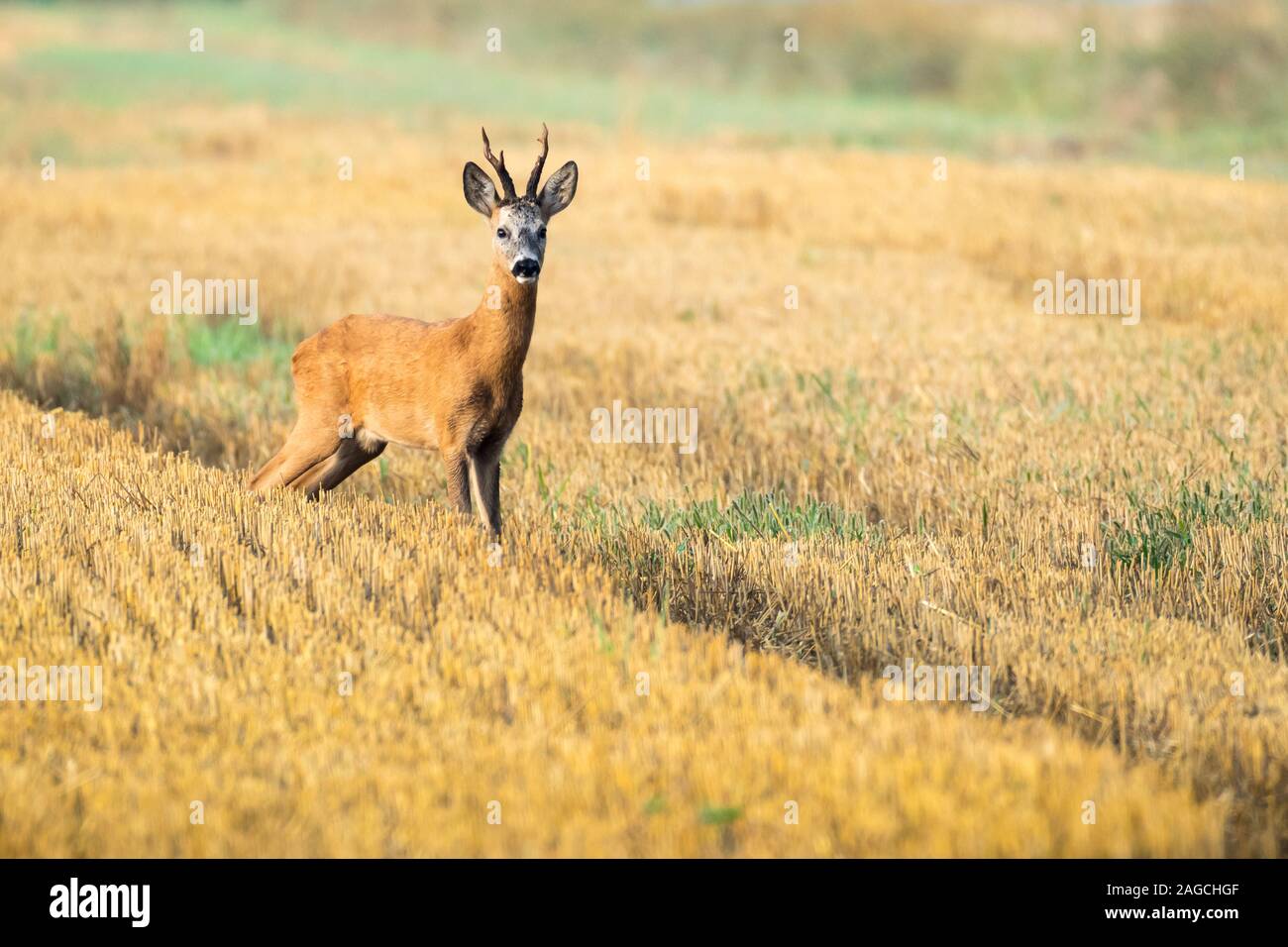 European roe deer (capreolus capreolus) standing in a rut among mown grain in the stubble in the light of the rising sun, Poland Stock Photo