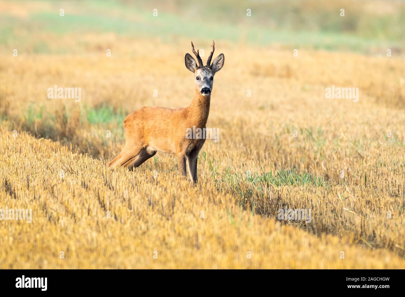 European roe deer (capreolus capreolus) standing in a rut among mown grain in the stubble in the light of the rising sun, Poland Stock Photo