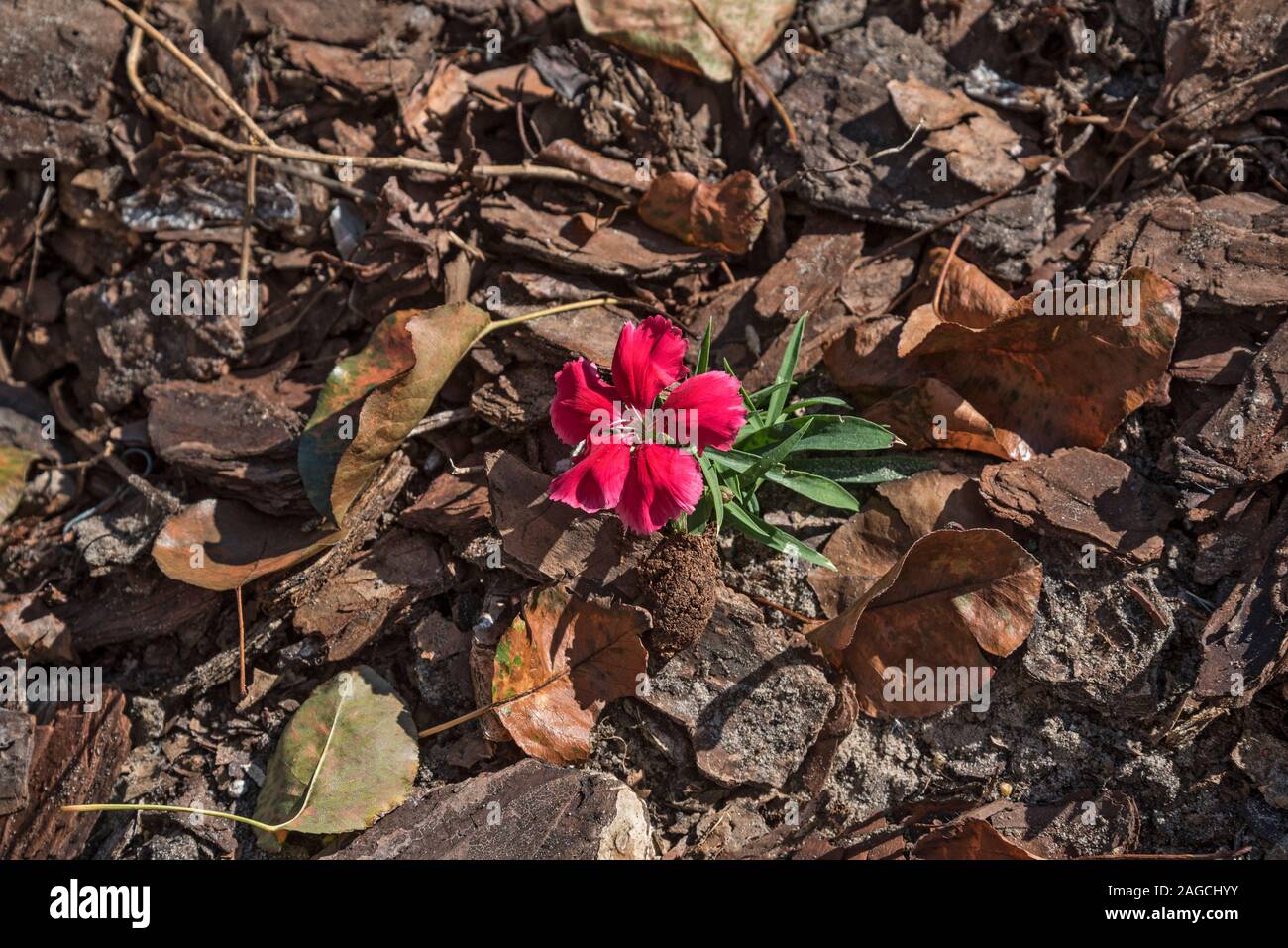 Beautiful single red flower growing among dead leaves and ground debris. Stock Photo