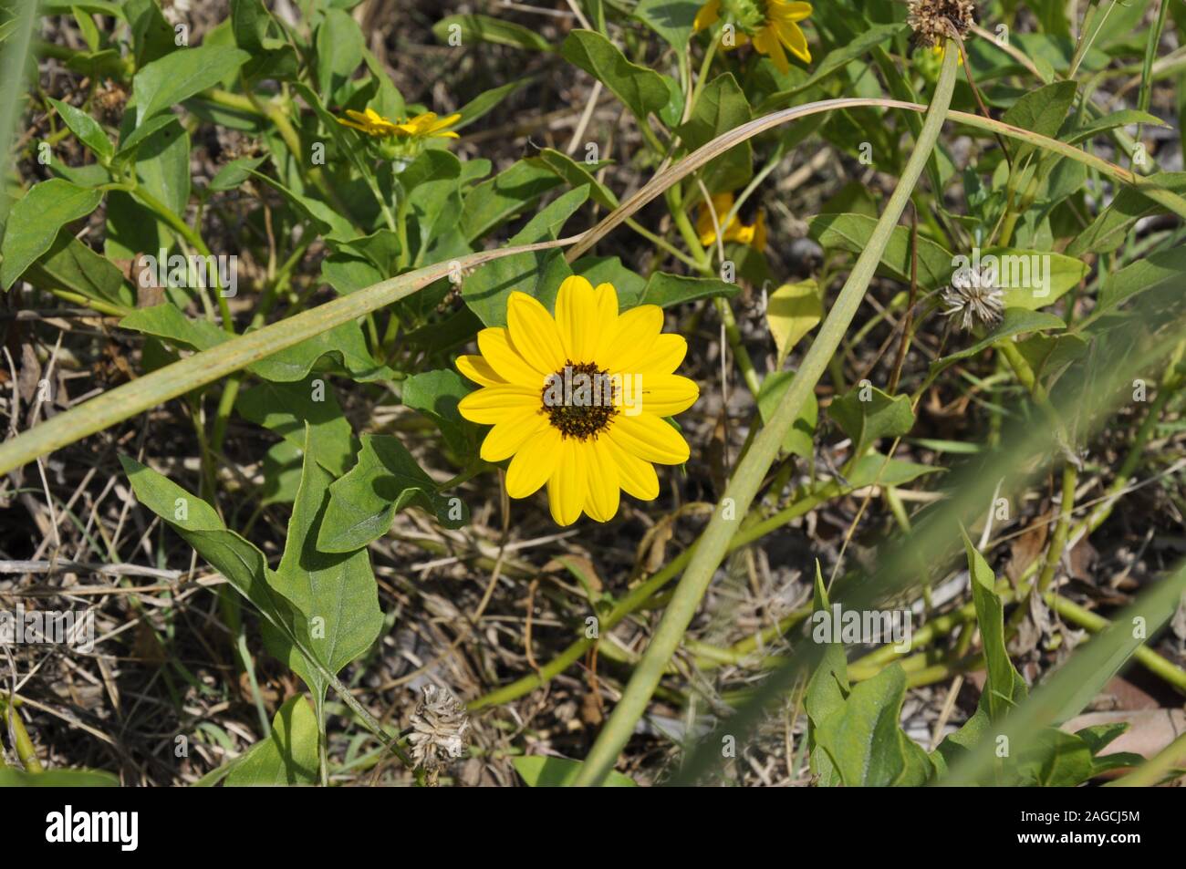 Download A High Angle Shot Of A Cute Yellow Common Daisy Flowering Plant In The Middle Of A Forest Stock Photo Alamy Yellowimages Mockups