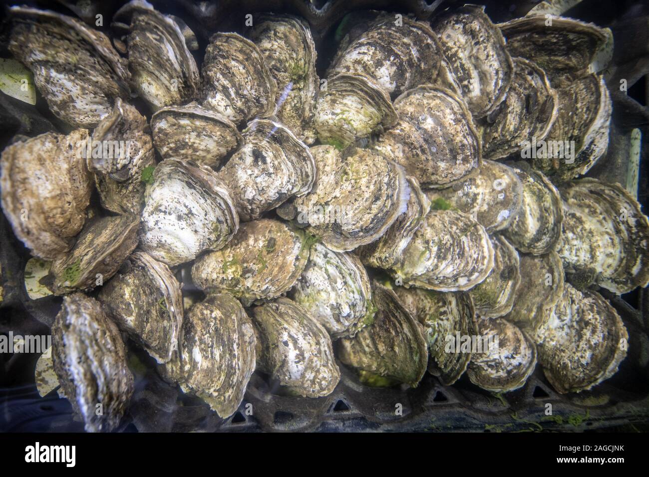 Farm raised oysters being grown , Tall Timbers, Maryland, USA Stock