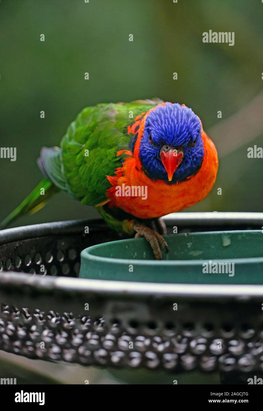 Bird And Feeder Stock Photos Bird And Feeder Stock Images Page