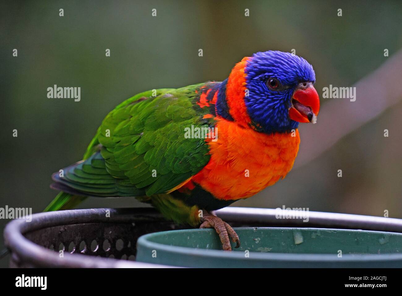 Bird And Feeder Stock Photos Bird And Feeder Stock Images Page