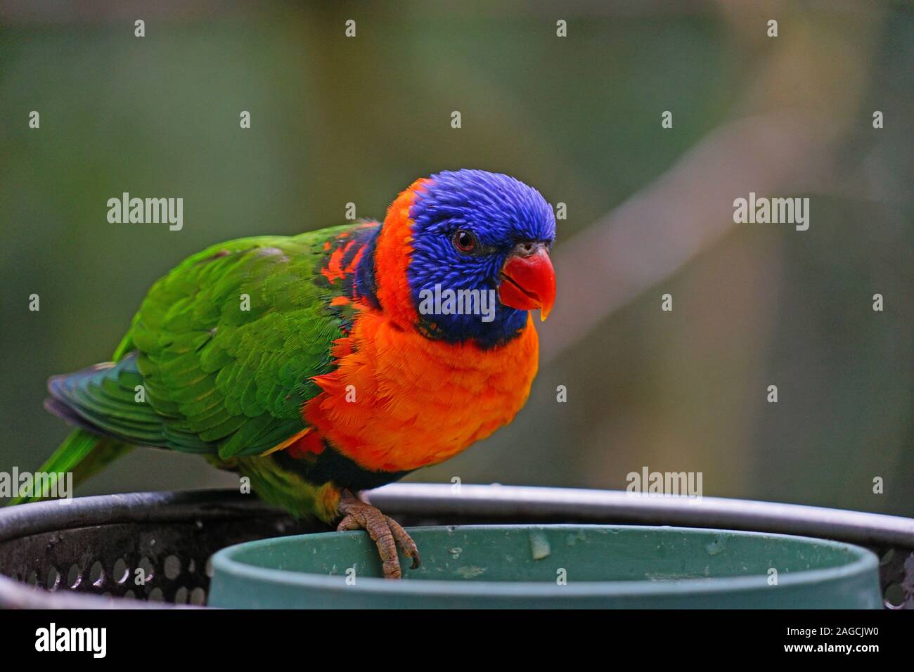 Bird And Feeder Stock Photos Bird And Feeder Stock Images Page
