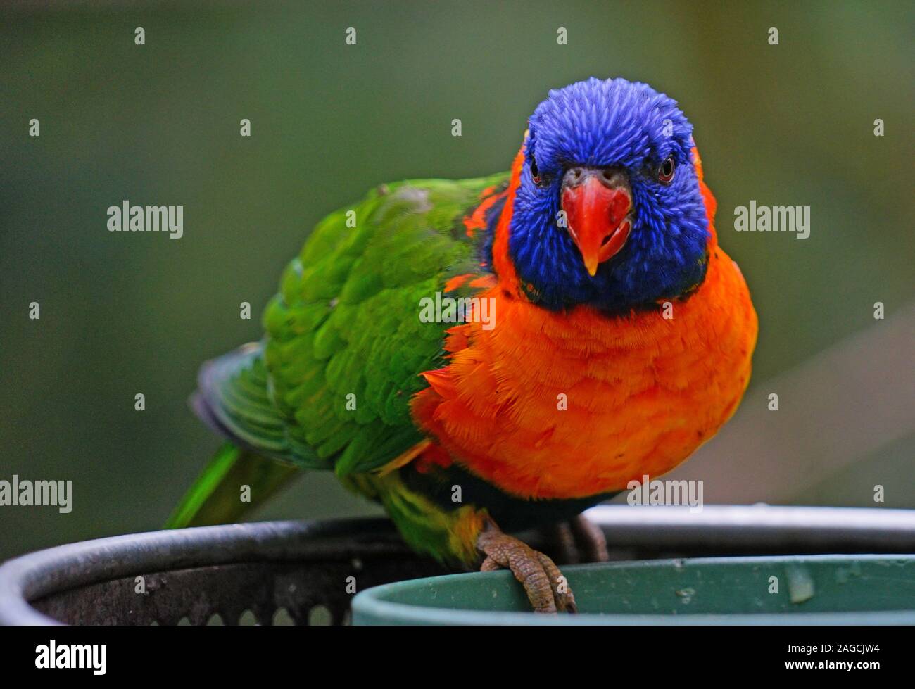 Bird And Feeder Stock Photos Bird And Feeder Stock Images Page