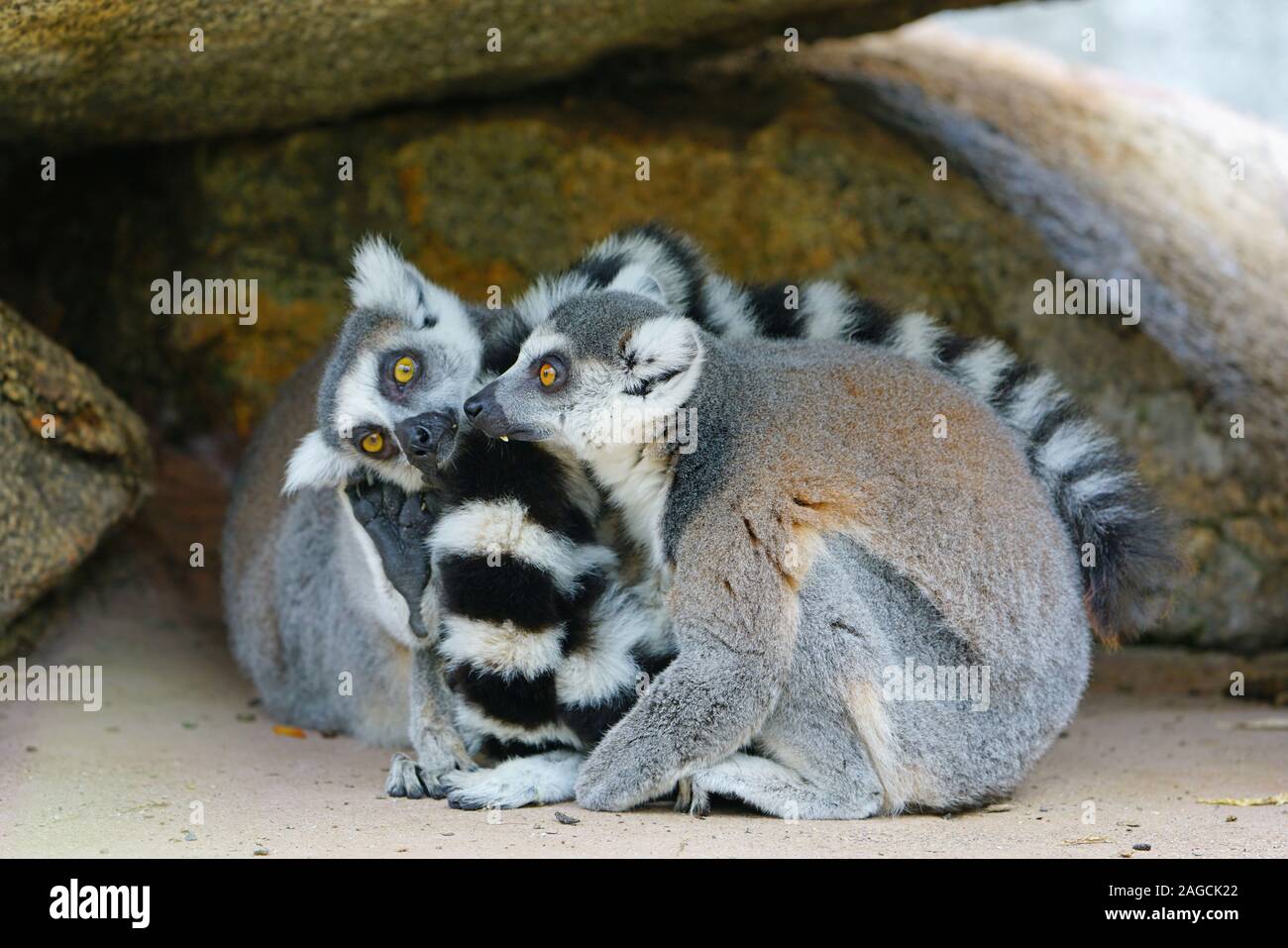 Two black and white ring-tailed lemurs (lemur catta) from Madagascar ...