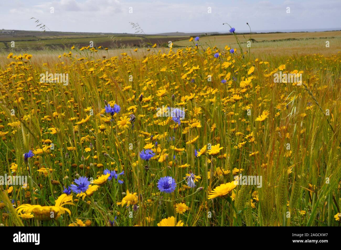 Corn marigolds and blue cornflowers on the edge of a field above the sea near Lands End in West Penwith Cornwall,UK Stock Photo