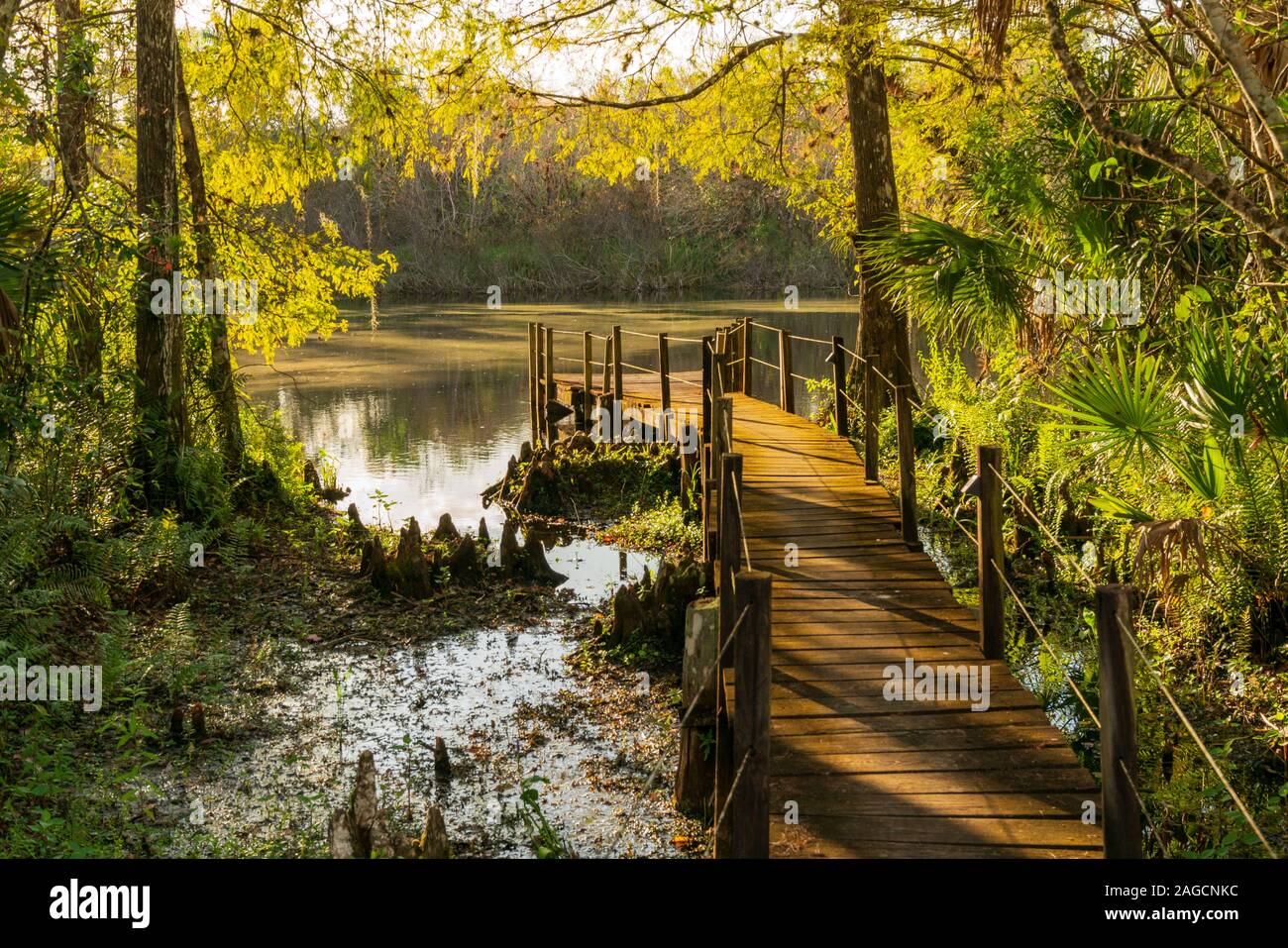 Fakahatchee Strand State Preserve, Everglades, Florida Stock Photo Alamy